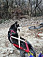 /album/fotogaleria/yakoo-bike-jording-jpg/